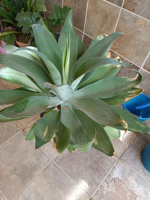 Plántulas Agave - Planta