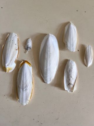 Ossi di seppia - 7 pezzi