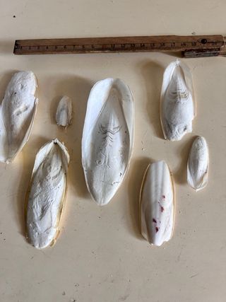 Ossi di seppia - 7 pezzi