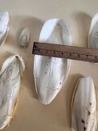 Ossi di seppia - 7 pezzi