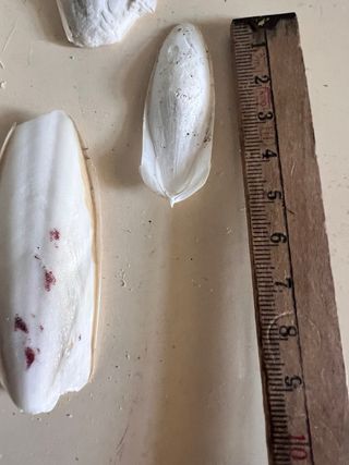 Ossi di seppia - 7 pezzi