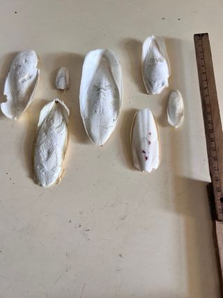 Ossi di seppia - 7 pezzi