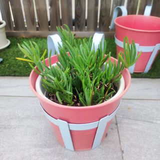 2 jardineras Ikea rosas colgantes