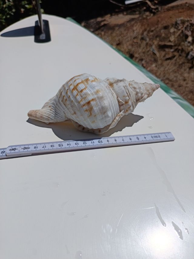 Caracola grande, bonita