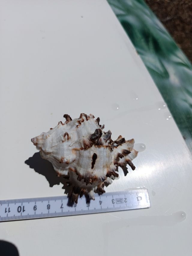 Caracola marina decorativa