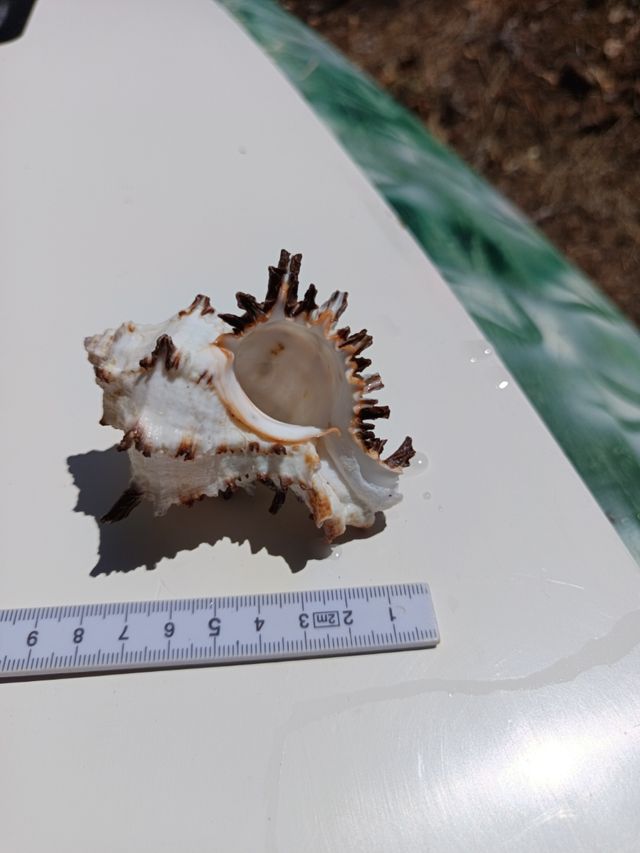 Caracola marina decorativa