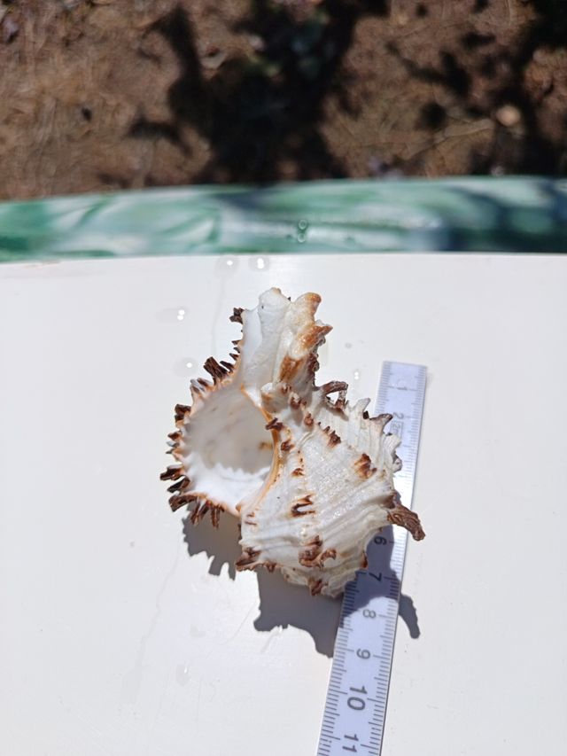 Caracola marina decorativa