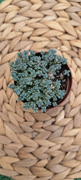 Sedum dasyphyllum minor: suculenta