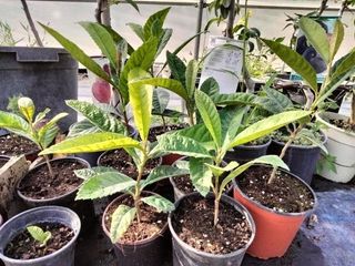 PEQUEÑOS NISPEROS EN MACETA 
