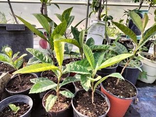 PEQUEÑOS NISPEROS EN MACETA 