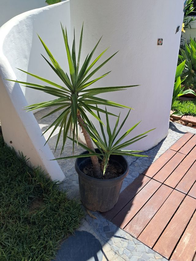 Yucca - Planta