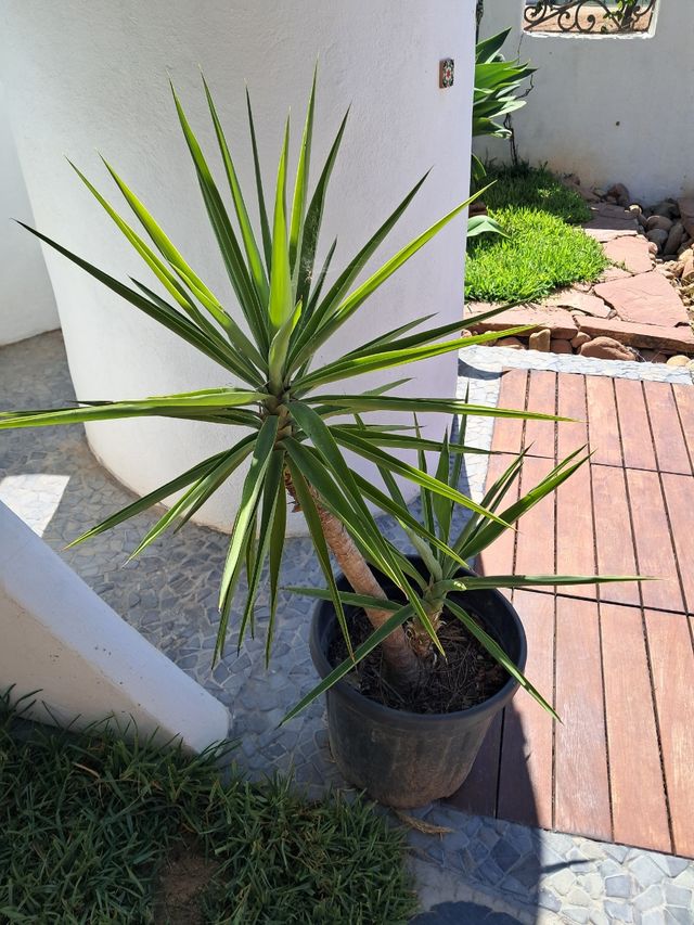 Yucca - Planta