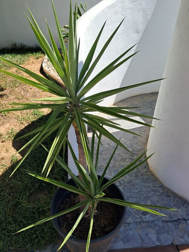 Yucca - Planta