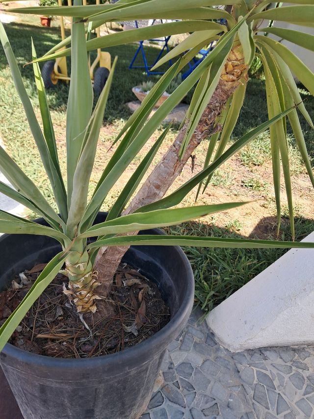 Yucca - Planta