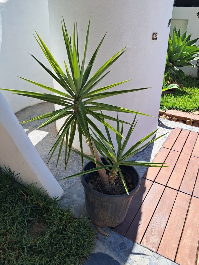 Yucca - Planta