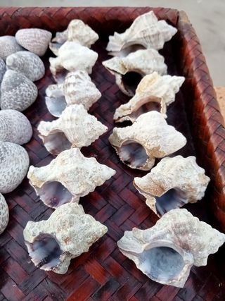 Conchiglie marine - Collezione