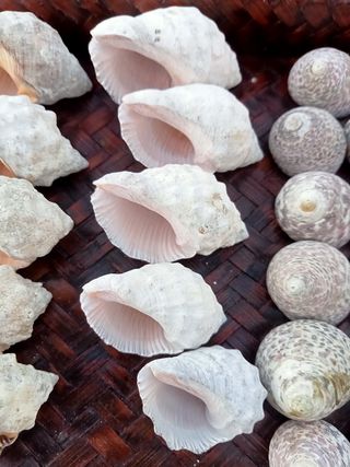 Conchiglie marine - Collezione