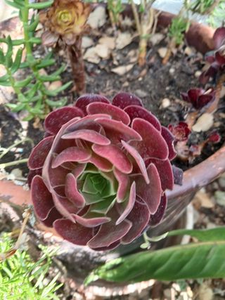 Planta Sansevieria Trifasciata