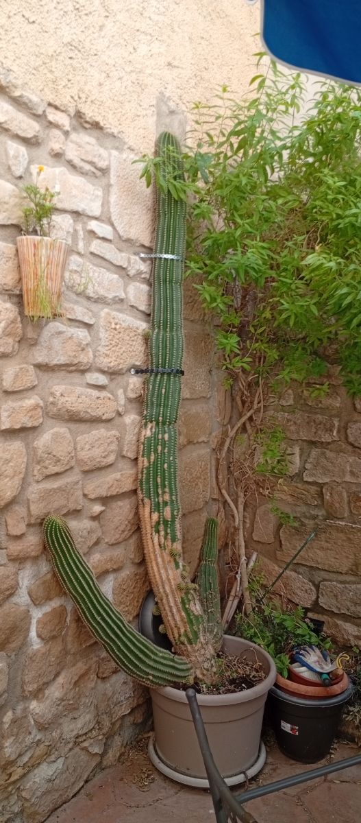 Cactus gigante + 2 hijuelos