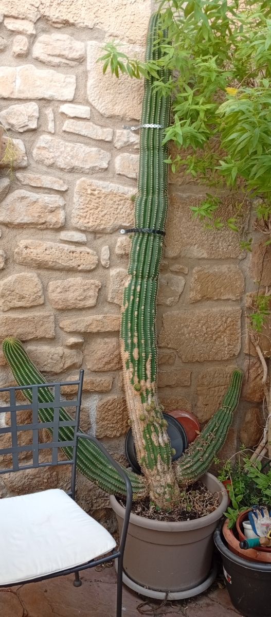 Cactus gigante + 2 hijuelos