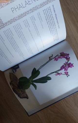 L'art du kokedama