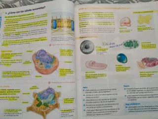 BIOLOGIA Y GEOLOGIA 1 (COMUNIDAD EN RED)
