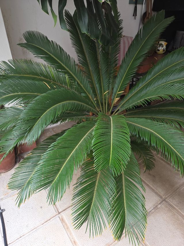 Planta Cica revoluta