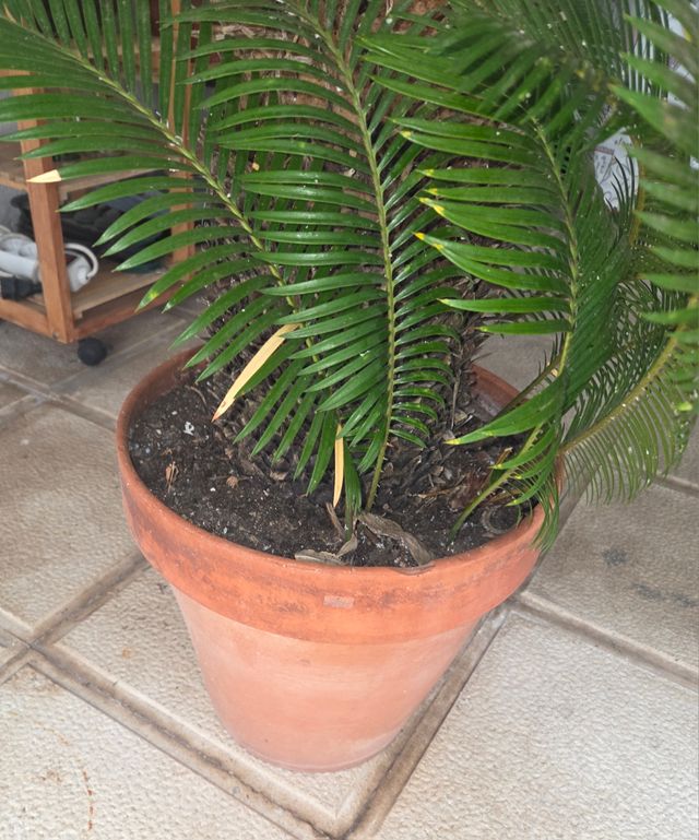 Planta Cica revoluta