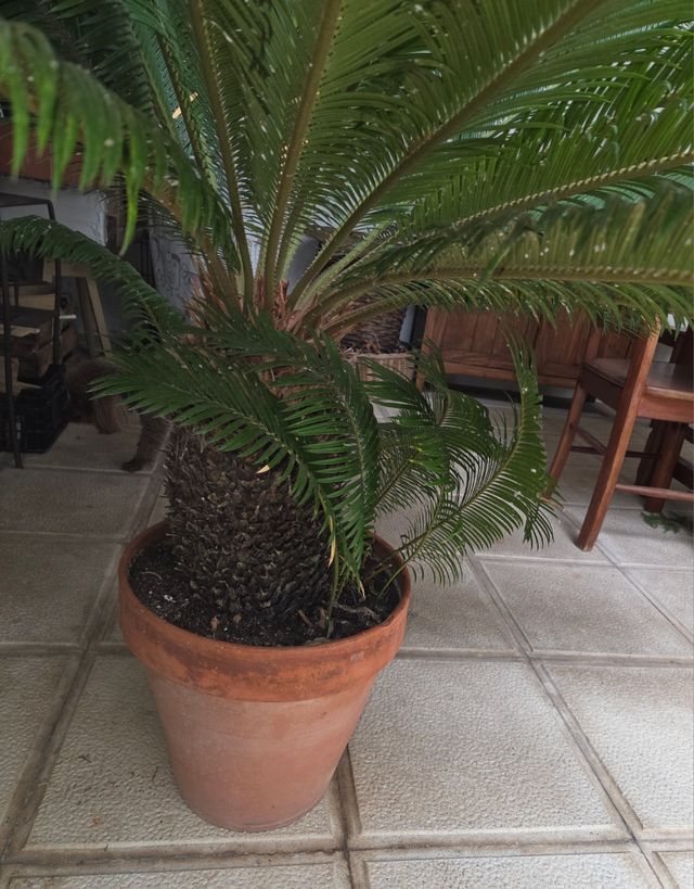 Planta Cica revoluta