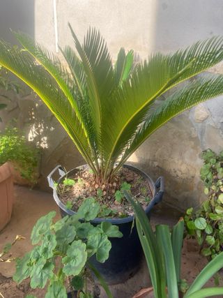 Cyca (Palmera Cycas) en maceta Fotos nuevas