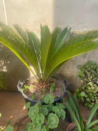 Cyca (Palmera Cycas) en maceta Fotos nuevas