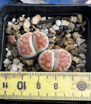 Lithops 2 red top piante pianta cactus succulenta