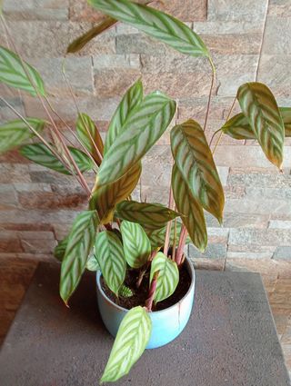 2 plantas calattea 