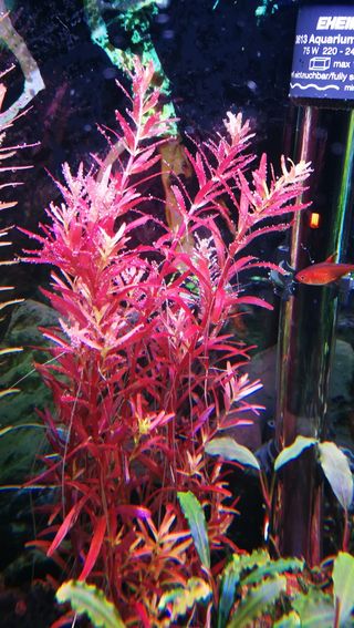 Rotala Blood Red SG (Variedad rara) 