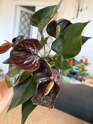 Anturio 'Reina Negra' (Anthurium Black Queen)