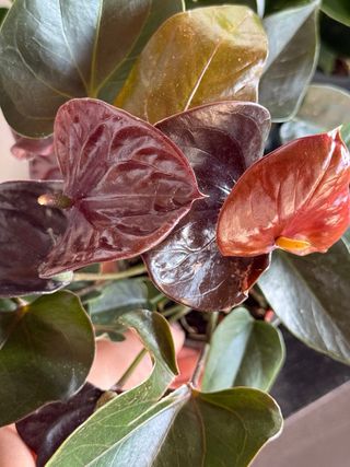 Anturio 'Reina Negra' (Anthurium Black Queen)