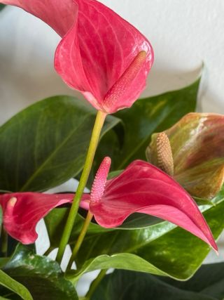 Anturio rosa