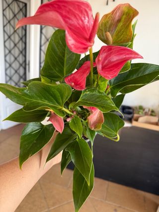 Anturio rosa
