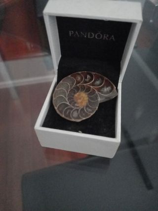 Ammonite Pandora