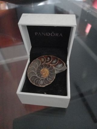 Ammonite Pandora