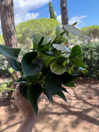 Anturio Blanco - Planta