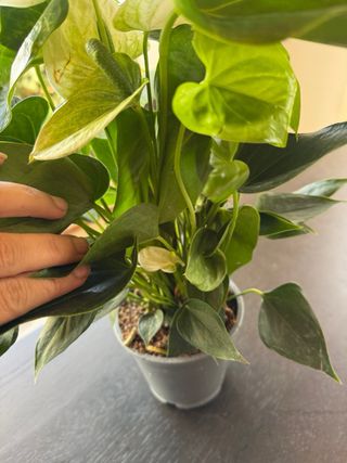 Anturio Blanco - Planta