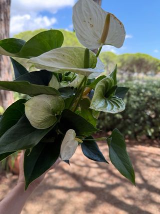 Anturio Blanco - Planta