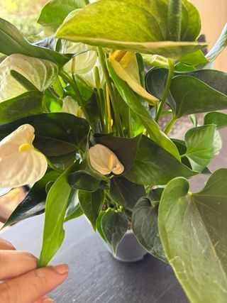 Anturio Blanco - Planta