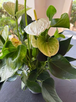 Anturio Blanco - Planta
