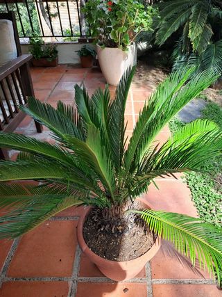 Cycas revoluta - 70cm - Planta