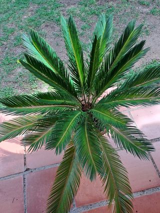Cycas revoluta - 70cm - Planta