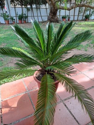 Cycas revoluta - 70cm - Planta