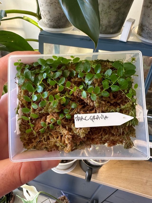 Marcgravia: pianta rara