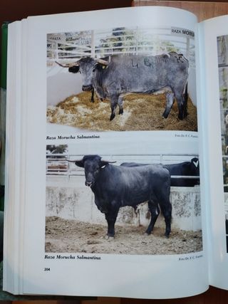 TRATADO DE ETNOLOGIA ANIMAL: RAZA DE RUMIANTES
